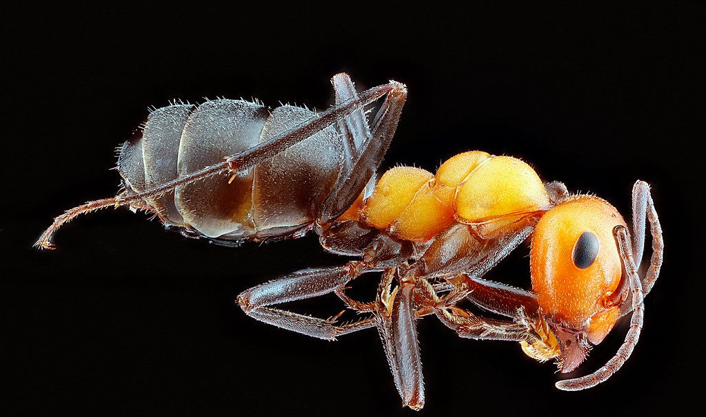Ant Control service in Joliet, IL