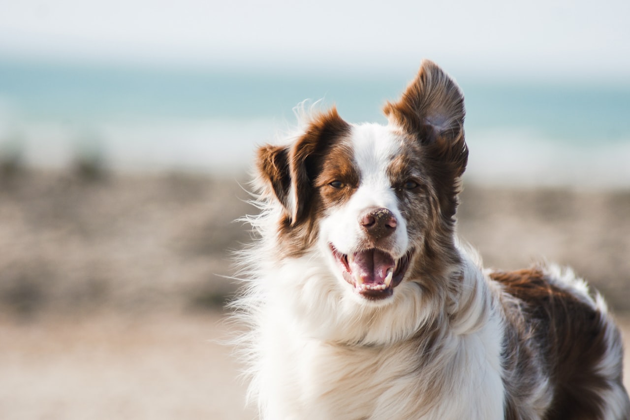 Flea & Tick Control service in Joliet, IL