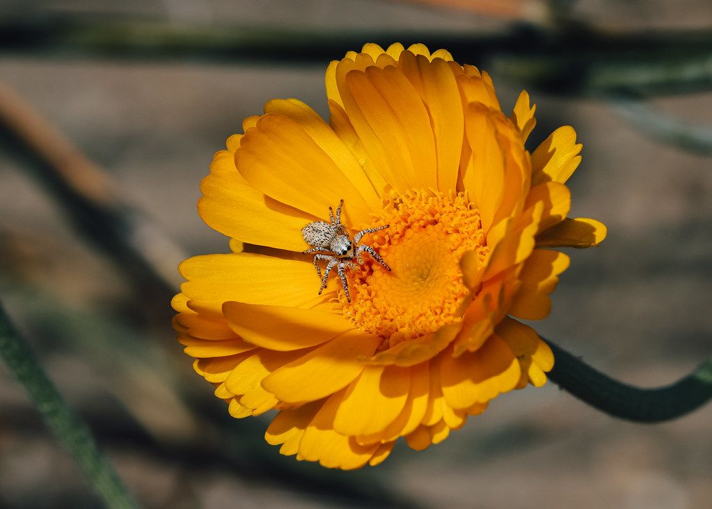 Spider Control service in Joliet, IL